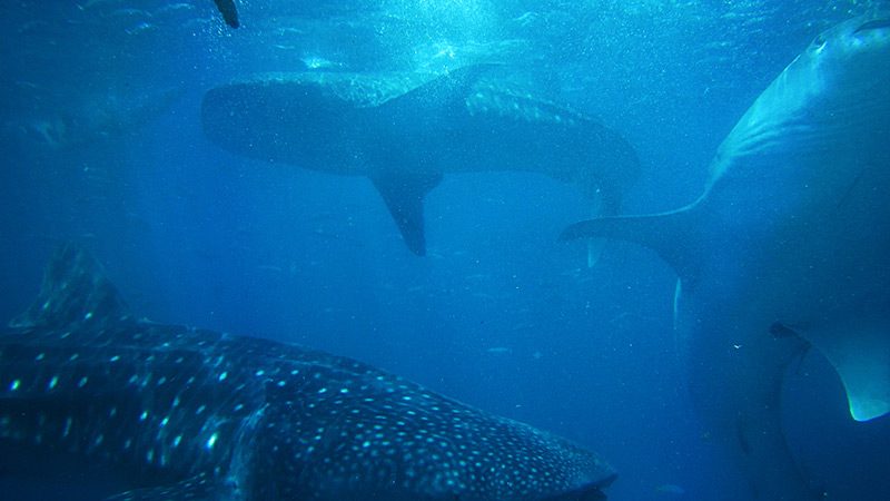 Why We Choose Not to Swim with Whale Sharks in Cebu