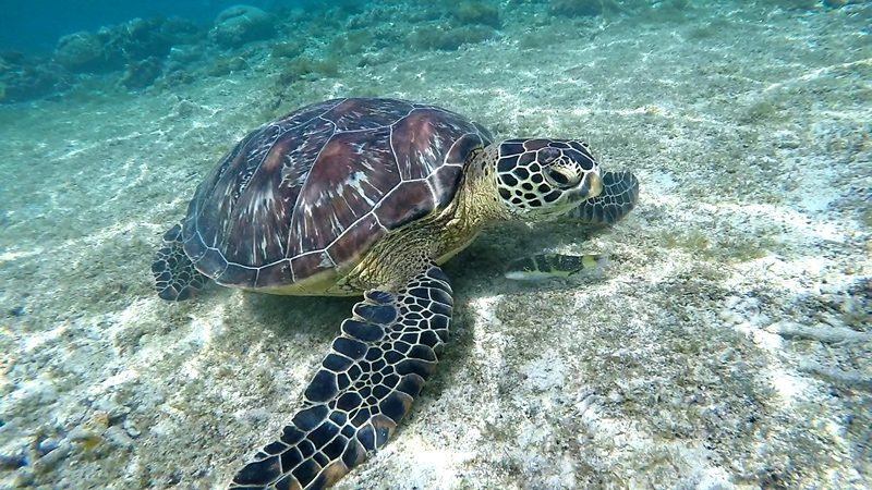 swim with turtles apo island