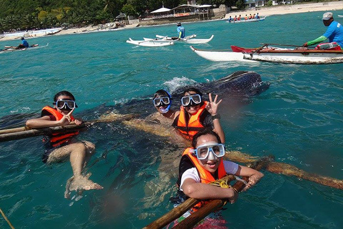 snorkeling with whale sharks cebu