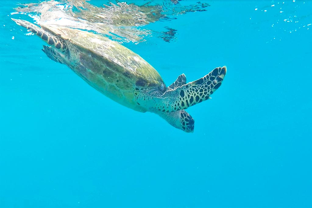 turtle snorkeling tours Maldives