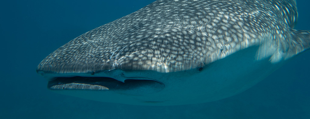 swimming with whale sharks Maldives