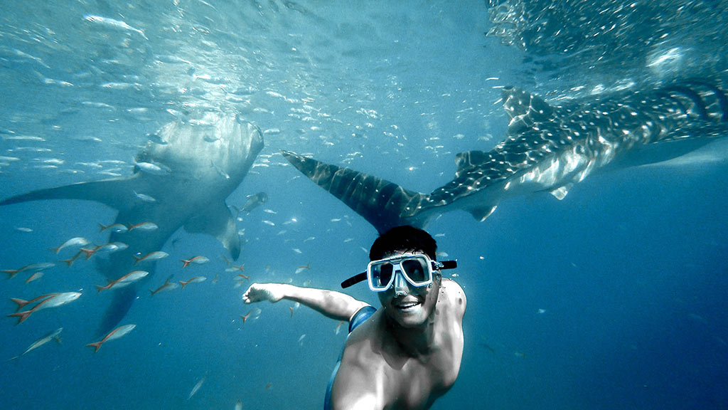 whale shark Cebu Philippines