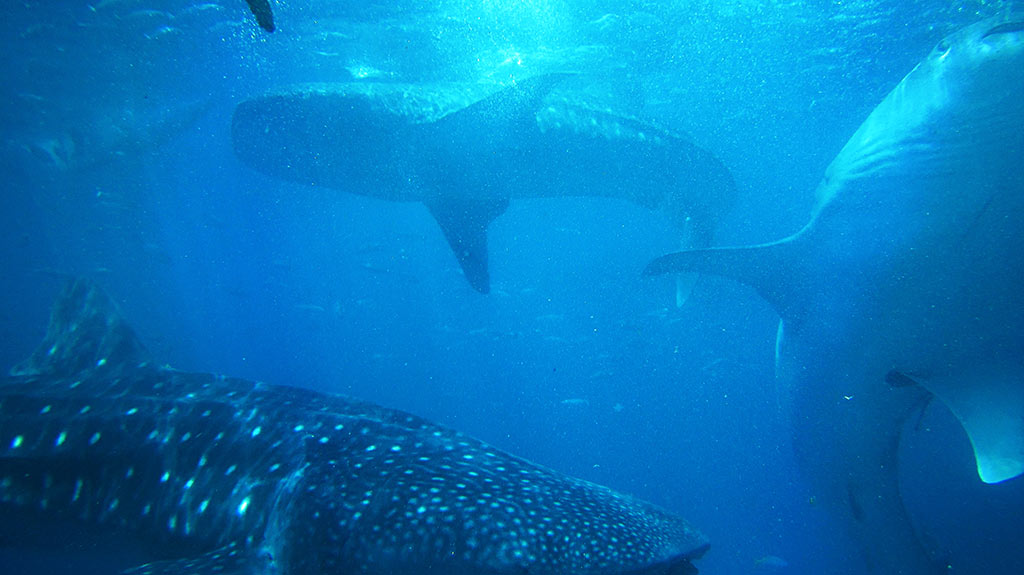 whale shark season Cancun
