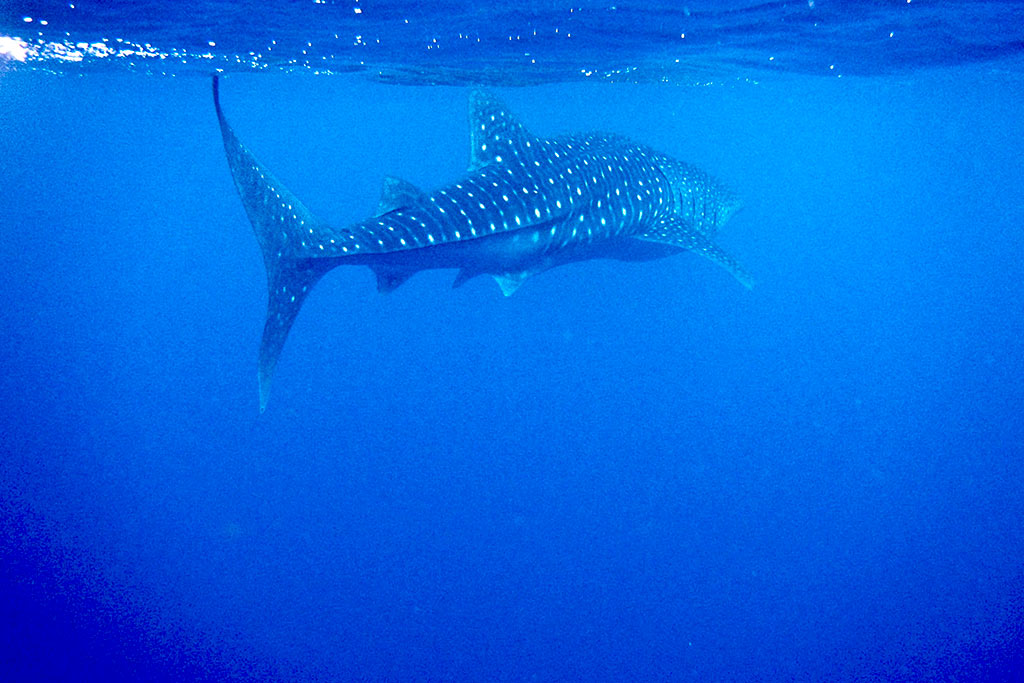 whale shark season Maldives