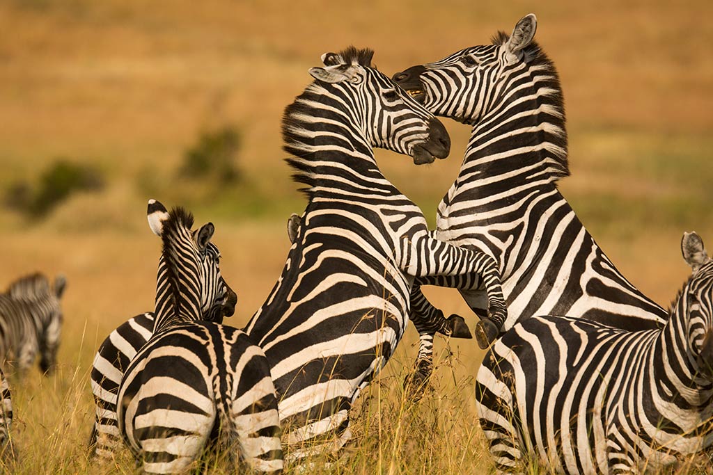 Yellow Zebra Safaris experience-Tanzania