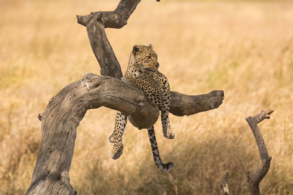 how to see leopards in Tanzania