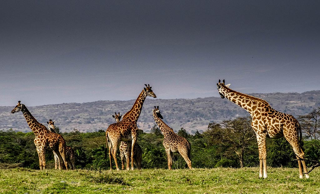 wild giraffes Tanzania safari