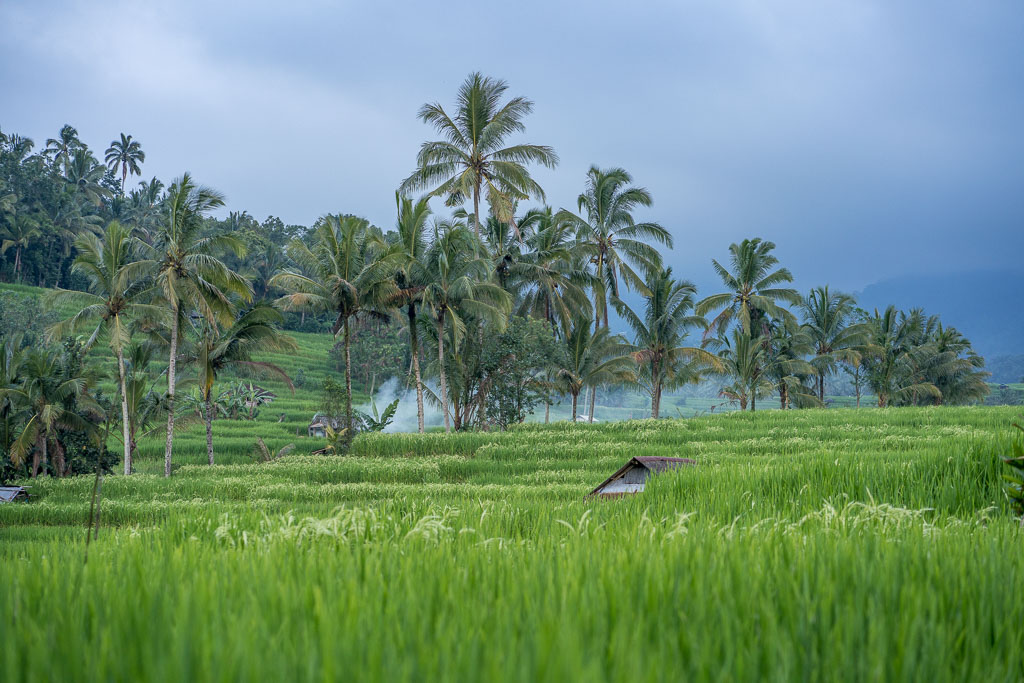 best Bali rice terraces