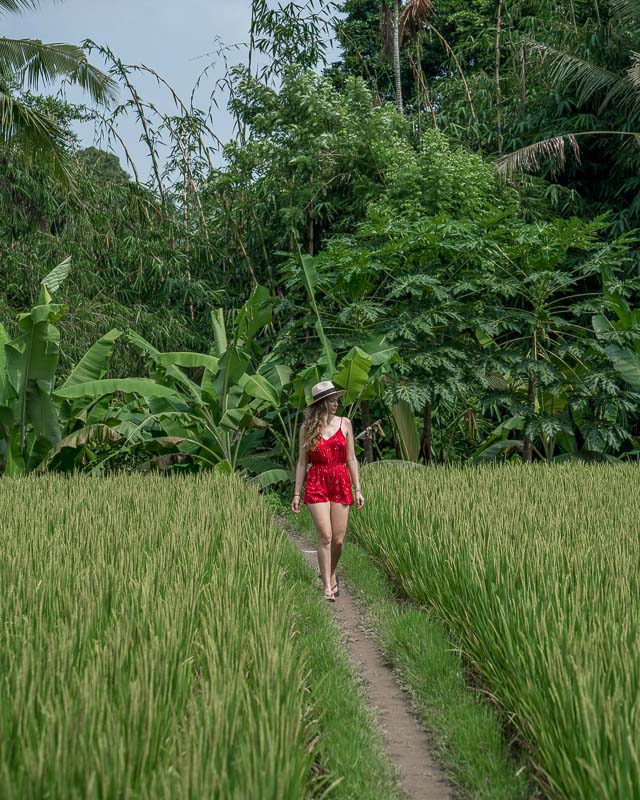 rice fields Bali Ubud
